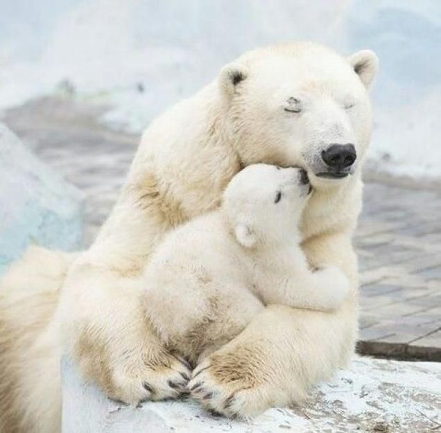 Knut in our hearts - knutisweekly.com
